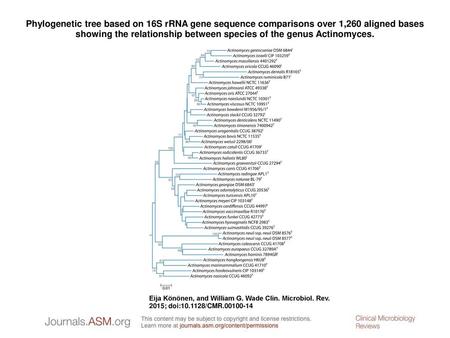 Phylogenetic tree based on 16S rRNA gene sequence comparisons over 1,260 aligned bases showing the relationship between species of the genus Actinomyces.