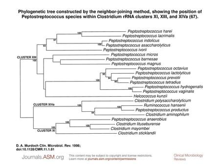 Phylogenetic tree constructed by the neighbor-joining method, showing the position of Peptostreptococcus species within Clostridium rRNA clusters XI, XIII,