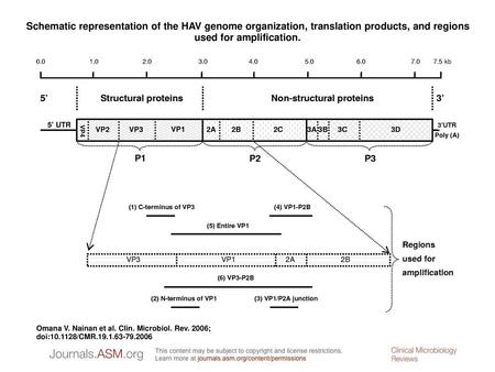 Schematic representation of the HAV genome organization, translation products, and regions used for amplification. Schematic representation of the HAV.