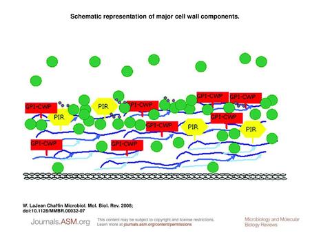 Schematic representation of major cell wall components.