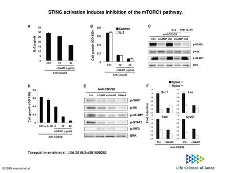 STING activation induces inhibition of the mTORC1 pathway.
