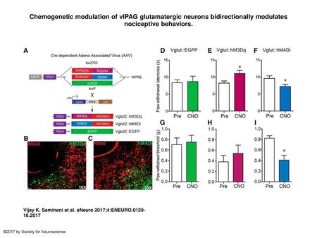 Chemogenetic modulation of vlPAG glutamatergic neurons bidirectionally modulates nociceptive behaviors. Chemogenetic modulation of vlPAG glutamatergic.