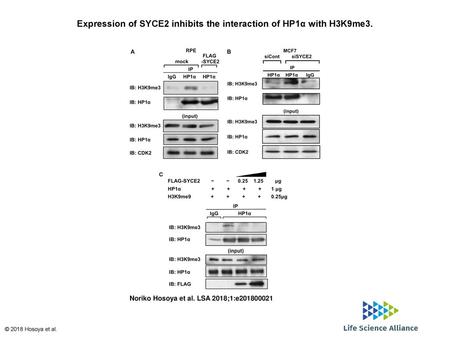 Expression of SYCE2 inhibits the interaction of HP1α with H3K9me3.