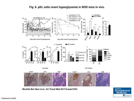 Fig. 6. pKL cells revert hyperglycemia in NOD mice in vivo.