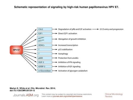 Schematic representation of signaling by high-risk human papillomavirus HPV E7. Schematic representation of signaling by high-risk human papillomavirus.
