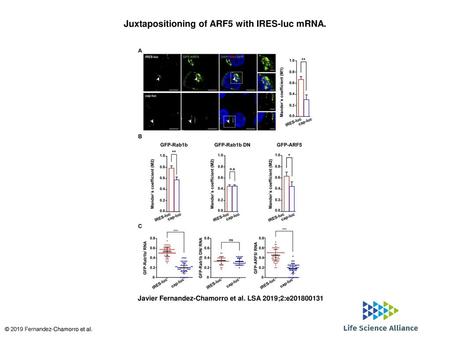 Juxtapositioning of ARF5 with IRES-luc mRNA.