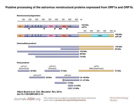 Putative processing of the astrovirus nonstructural proteins expressed from ORF1a and ORF1b. Putative processing of the astrovirus nonstructural proteins.