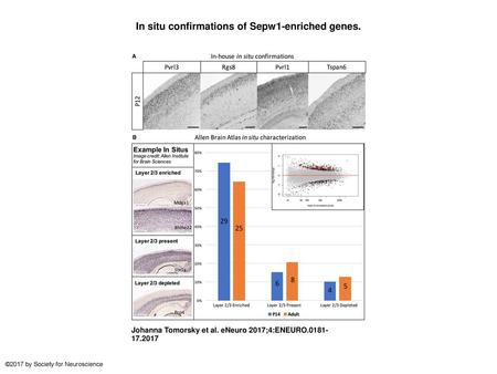 In situ confirmations of Sepw1-enriched genes.