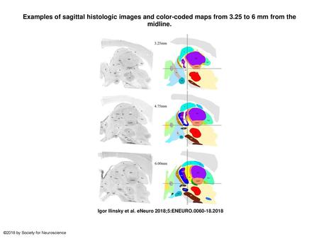 Examples of sagittal histologic images and color-coded maps from 3