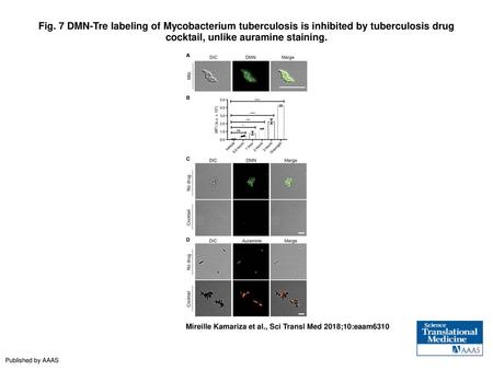 Fig. 7 DMN-Tre labeling of Mycobacterium tuberculosis is inhibited by tuberculosis drug cocktail, unlike auramine staining. DMN-Tre labeling of Mycobacterium.