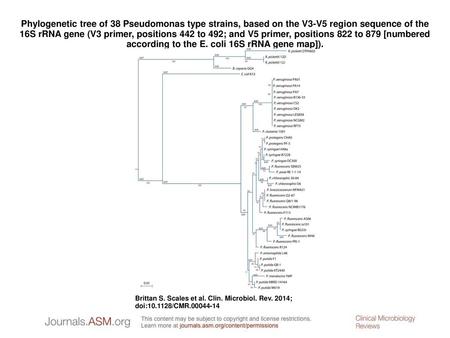 Phylogenetic tree of 38 Pseudomonas type strains, based on the V3-V5 region sequence of the 16S rRNA gene (V3 primer, positions 442 to 492; and V5 primer,