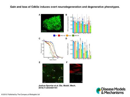 Gain and loss of Cdk5α induces overt neurodegeneration and degenerative phenotypes. Gain and loss of Cdk5α induces overt neurodegeneration and degenerative.
