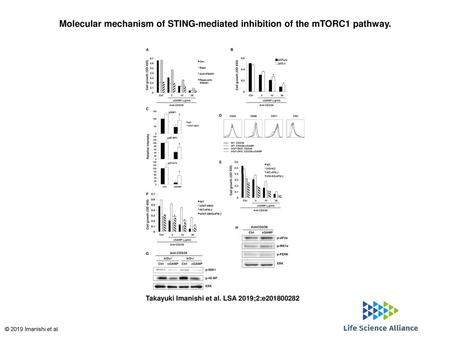 Molecular mechanism of STING-mediated inhibition of the mTORC1 pathway