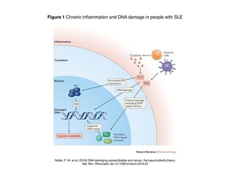 Figure 1 Chronic inflammation and DNA damage in people with SLE