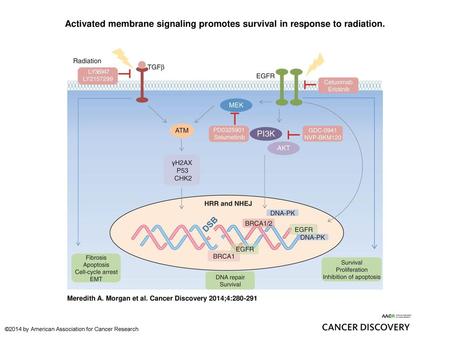 Activated membrane signaling promotes survival in response to radiation. Activated membrane signaling promotes survival in response to radiation. Radiation.