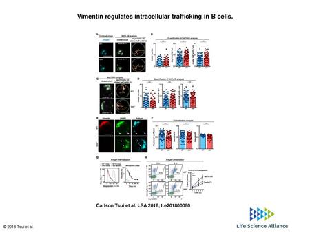 Vimentin regulates intracellular trafficking in B cells.