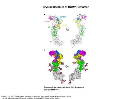 Crystal structure of HCMV Pentamer.
