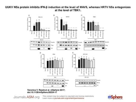 UUKV NSs protein inhibits IFN-β induction at the level of MAVS, whereas HRTV NSs antagonizes at the level of TBK1. UUKV NSs protein inhibits IFN-β induction.