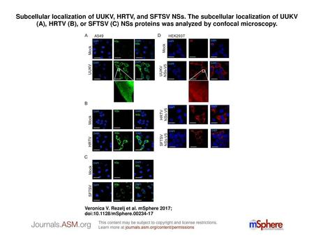 Subcellular localization of UUKV, HRTV, and SFTSV NSs