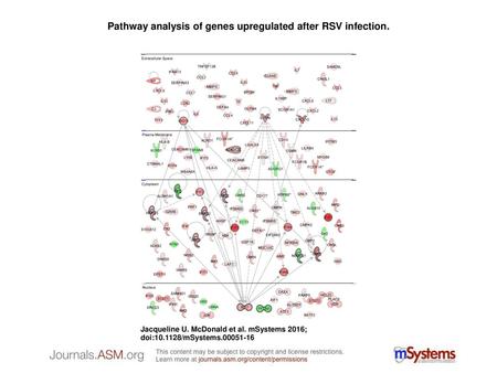 Pathway analysis of genes upregulated after RSV infection.
