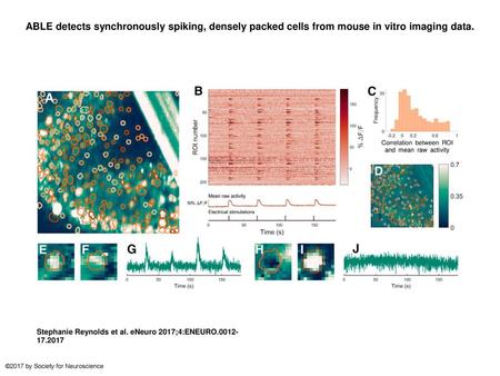 ABLE detects synchronously spiking, densely packed cells from mouse in vitro imaging data. ABLE detects synchronously spiking, densely packed cells from.