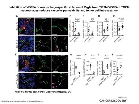 Inhibition of VEGFA or macrophage-specific ablation of Vegfa from TIE2hi/VEGFAhi TMEM macrophages reduces vascular permeability and tumor cell intravasation.