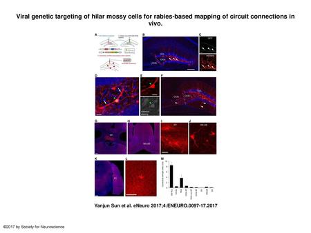 Viral genetic targeting of hilar mossy cells for rabies-based mapping of circuit connections in vivo. Viral genetic targeting of hilar mossy cells for.