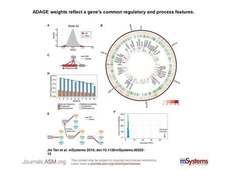 ADAGE weights reflect a gene’s common regulatory and process features.