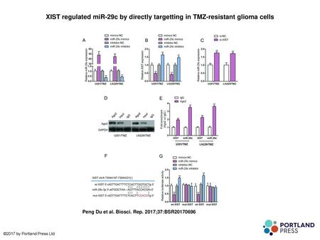 XIST regulated miR-29c by directly targetting in TMZ-resistant glioma cells XIST regulated miR-29c by directly targetting in TMZ-resistant glioma cells.