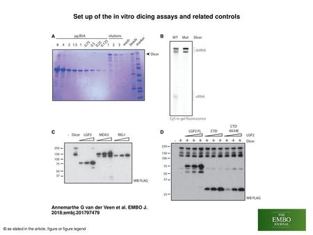 Set up of the in vitro dicing assays and related controls