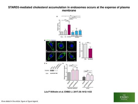 STARD3‐mediated cholesterol accumulation in endosomes occurs at the expense of plasma membrane STARD3‐mediated cholesterol accumulation in endosomes occurs.