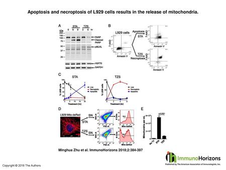 Apoptosis and necroptosis of L929 cells results in the release of mitochondria. Apoptosis and necroptosis of L929 cells results in the release of mitochondria.
