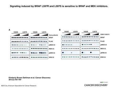 Signaling induced by BRAF L597R and L597S is sensitive to BRAF and MEK inhibitors. Signaling induced by BRAF L597R and L597S is sensitive to BRAF and MEK.