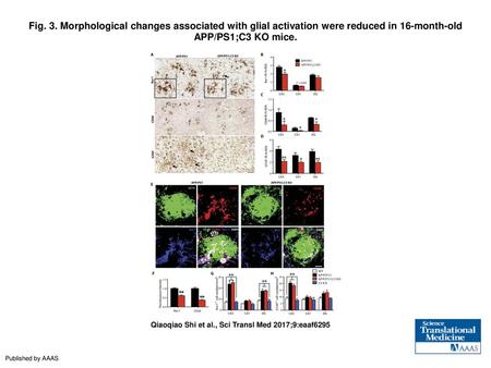 Fig. 3. Morphological changes associated with glial activation were reduced in 16-month-old APP/PS1;C3 KO mice. Morphological changes associated with glial.