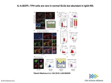 IL-4+BATF+ TFH cells are rare in normal SLOs but abundant in IgG4-RD.