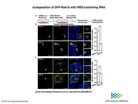 Juxtaposition of GFP-Rab1b with IRES-containing RNA.