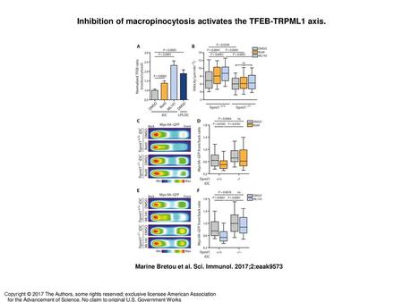Inhibition of macropinocytosis activates the TFEB-TRPML1 axis.