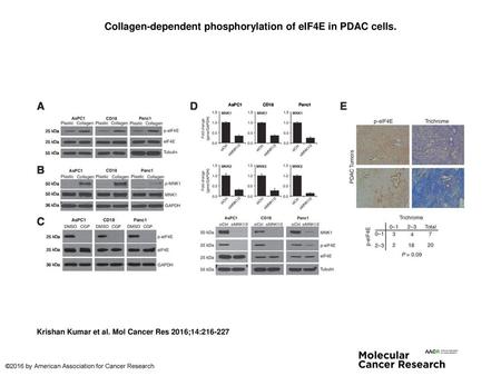 Collagen-dependent phosphorylation of eIF4E in PDAC cells.