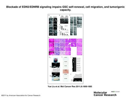 Blockade of EDN3/EDNRB signaling impairs GSC self-renewal, cell migration, and tumorigenic capacity. Blockade of EDN3/EDNRB signaling impairs GSC self-renewal,