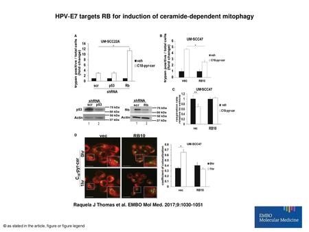 HPV‐E7 targets RB for induction of ceramide‐dependent mitophagy