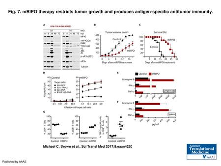 Fig. 7. mRIPO therapy restricts tumor growth and produces antigen-specific antitumor immunity. mRIPO therapy restricts tumor growth and produces antigen-specific.