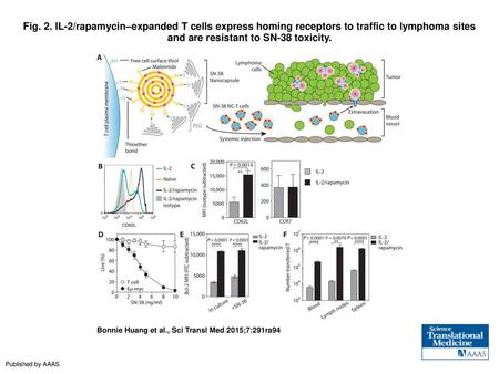 Fig. 2. IL-2/rapamycin–expanded T cells express homing receptors to traffic to lymphoma sites and are resistant to SN-38 toxicity. IL-2/rapamycin–expanded.