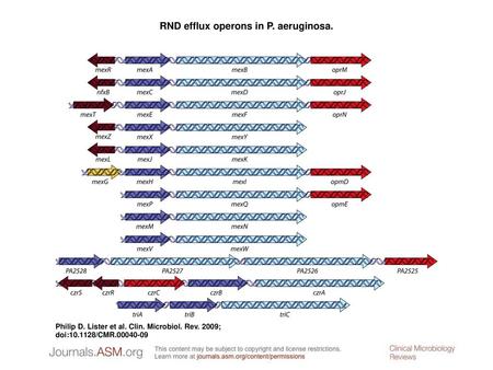 RND efflux operons in P. aeruginosa.