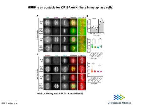 HURP is an obstacle for KIF18A on K-fibers in metaphase cells.