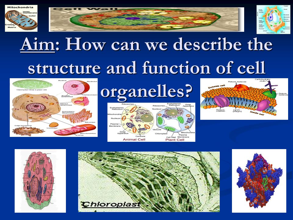 ORGANIZATION CHART BACTERIA. Aim: How can we describe the structure and  function of cell organelles? - ppt video online download