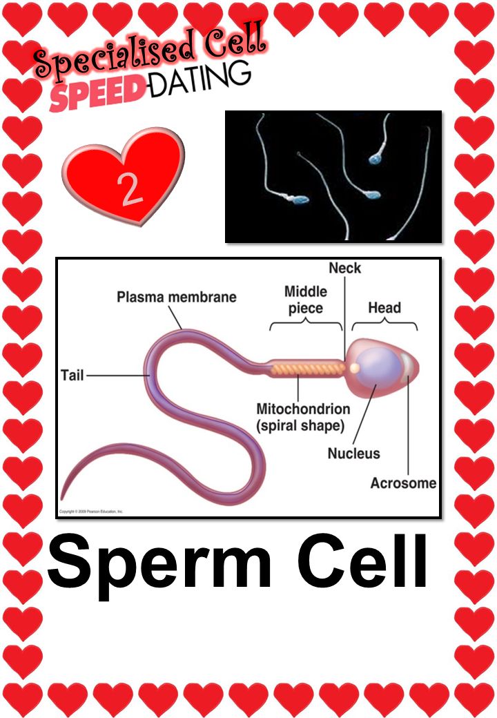 Am Sperm