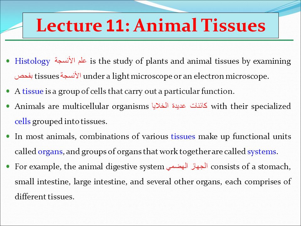 Lecture 11: Animal Tissues - ppt video online download
