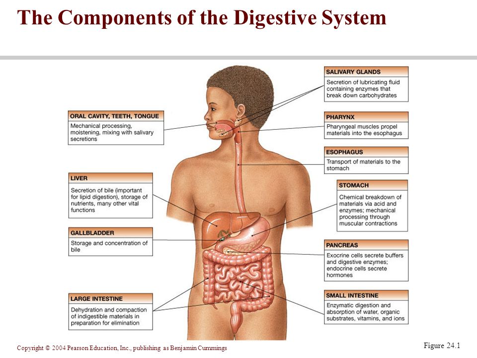 A Tour Of The Digestive System: Konzen, Taylor