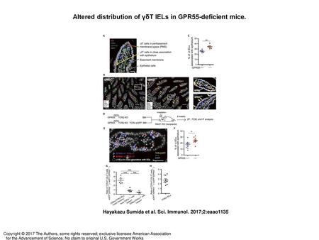 Altered distribution of γδT IELs in GPR55-deficient mice.