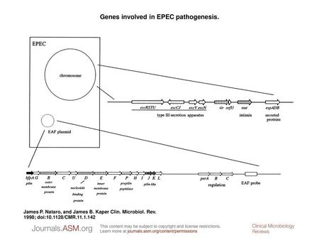 Genes involved in EPEC pathogenesis.